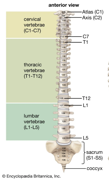 File:Bones-spine.png