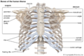 The bones in the chest.