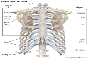 Bones-chest.png