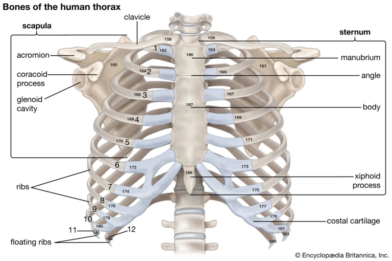 File:Bones-chest.png
