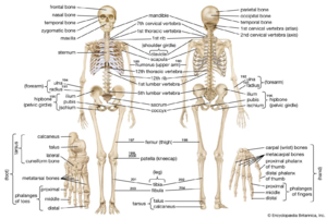 Bones-skeleton.png