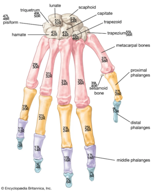 Bones-hand.png